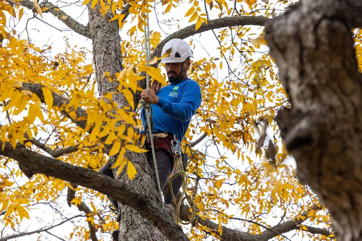 Skilled Tree Planing crew working in Rosendale